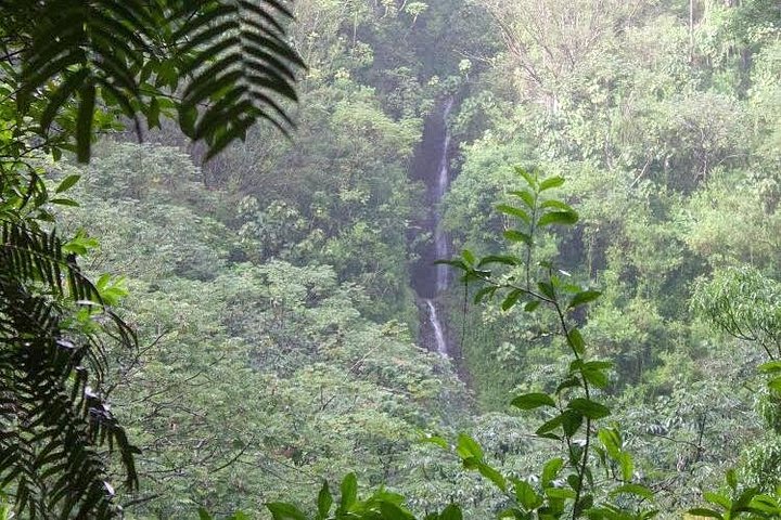 Oahu: Manoa Falls Rainforest Self-Guided Hike, photo 7 of 10