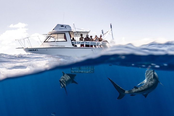Oahu: North Shore Shark Cage Diving, photo 2 of 8