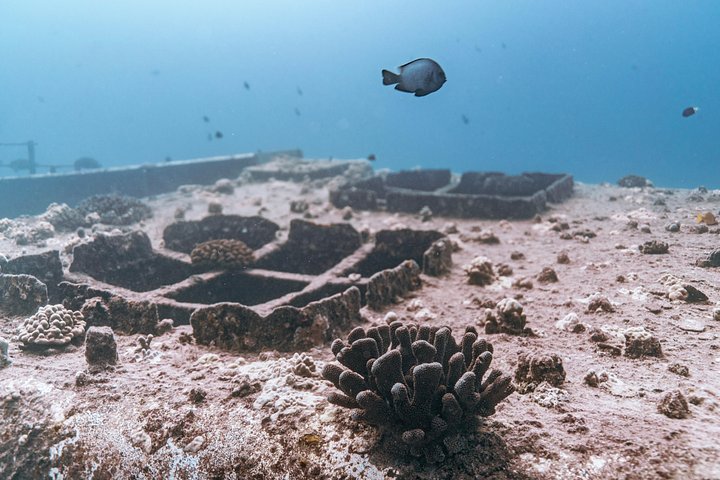 Waikiki 2-Tank Wreck Scuba Diving for Certified Divers, photo 7 of 10