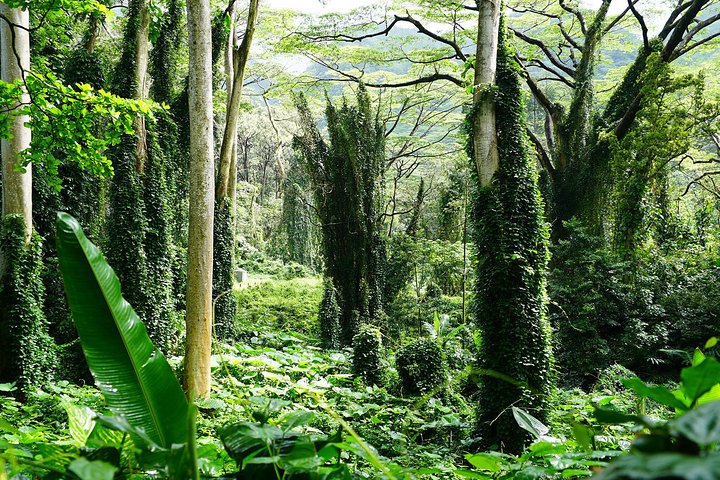 Manoa Waterfall Hike with Waikiki Pickup and Healthy Lunch, photo 5 of 10