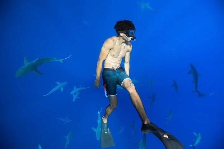 Dive with Sharks in Hawaii: Shark Tour from Haleiwa, photo 4 of 10