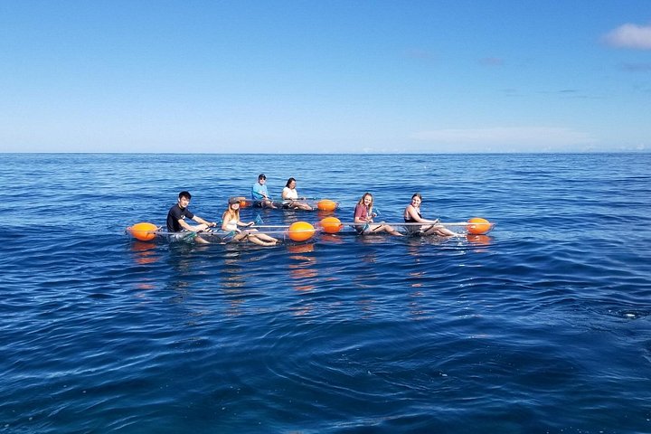 Clear-Bottom Kayak Tour, Guaranteed to See Turtles, photo 2 of 10