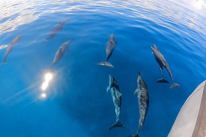 Turtle Canyon Snorkel: Semi Private Boat Tour, photo 4 of 10