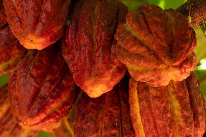 Kamananui Cacao Orchard Tour, photo 6 of 6