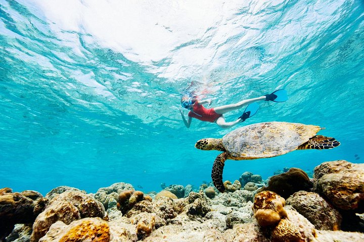 Turtle Canyon Snorkel Adventure, Small Group 6 Passengers, photo 9 of 10