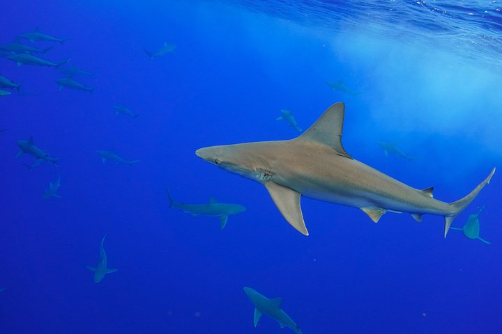 Dive with Sharks in Hawaii: Shark Tour from Haleiwa, photo 10 of 10