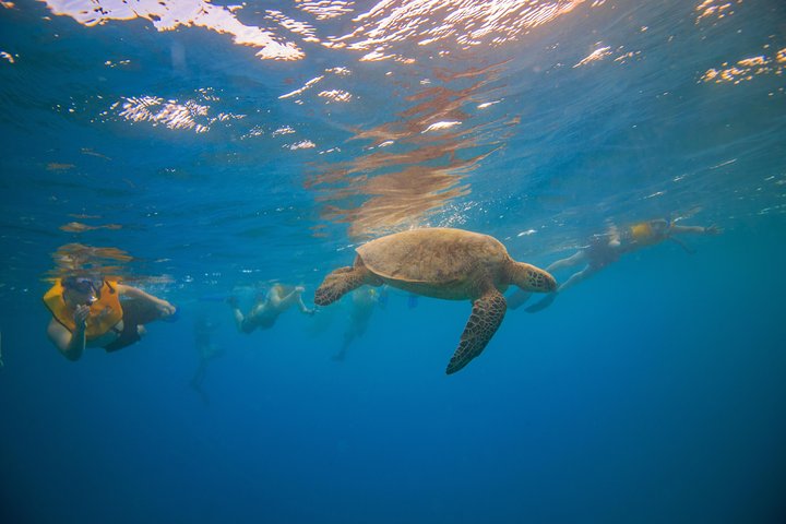 Waikiki Turtle Canyon Guided Snorkel: Turtle Guarantee, photo 5 of 10
