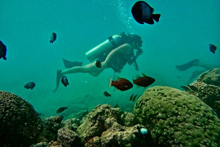 Beginner Scuba Diving Tour in Honolulu with Free Videos, photo 9 of 10
