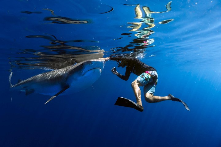 Educational Shark tour from Haleiwa, Sharks Guaranteed, photo 5 of 10