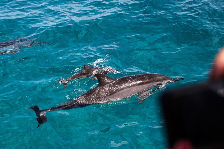 Oahu Dolphin and Snorkel Tour with Waikiki Pickup and Lunch, photo 5 of 10