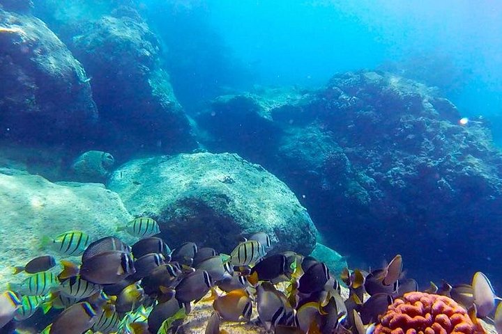 Beginner Scuba Diving Tour in Honolulu with Free Videos, photo 7 of 10