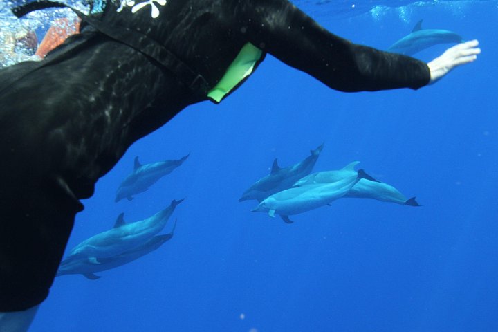 Swim with Dolphins Catamaran with Waterslide and Lunch on Oahu, photo 6 of 10
