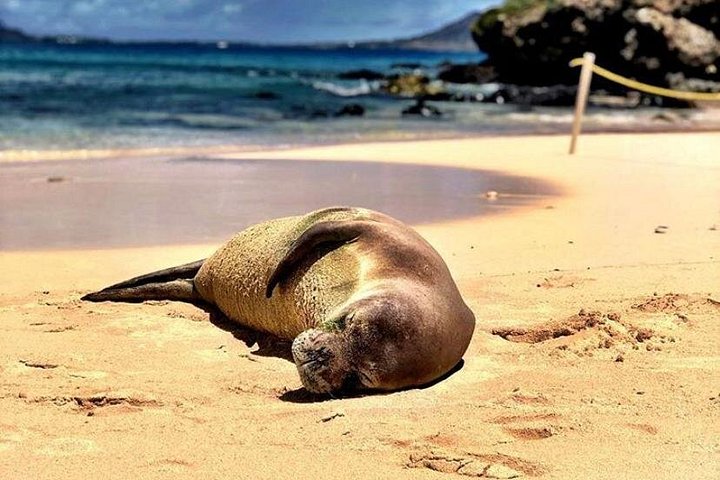 Kailua Bay, Oahu: Kayak and Snorkel to the Islands, photo 8 of 10
