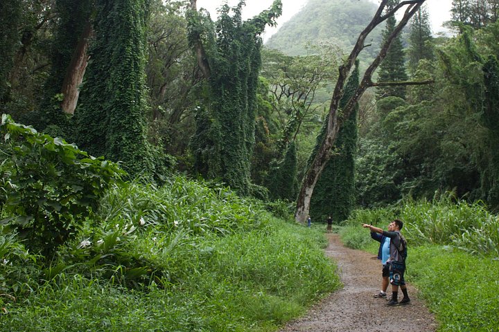 Oahu: Manoa Falls Rainforest Self-Guided Hike, photo 5 of 10