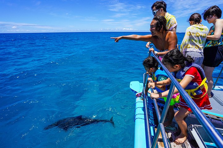 Swim with Dolphins Catamaran with Waterslide and Lunch on Oahu, photo 8 of 10