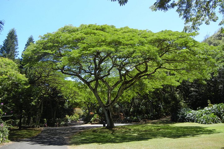 Oahu North Shore Fun: Waimea Waterfall and Turtle Snorkeling, photo 7 of 10
