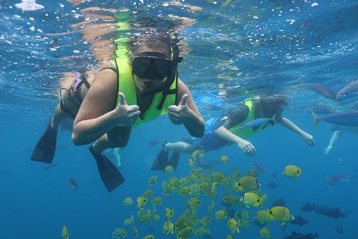 Oahu Dolphin and Snorkel Tour with Waikiki Pickup and Lunch, photo 7 of 10