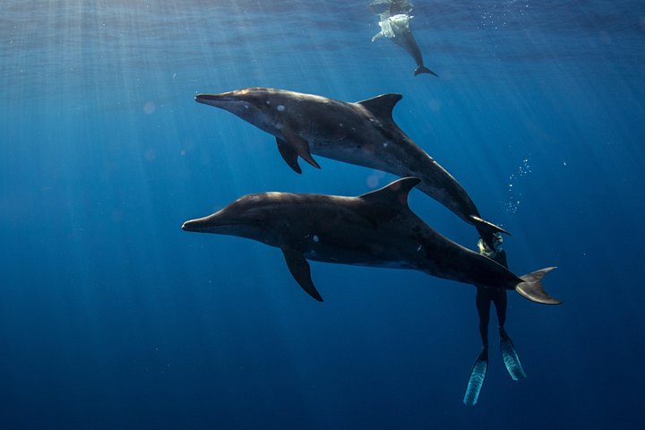 Private Shark Dive for up to 6 Guests, Oahu, photo 9 of 10