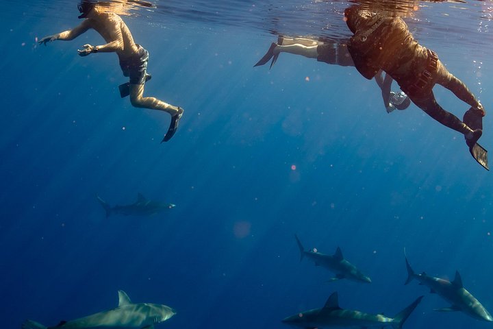 Private Shark Dive for up to 6 Guests, Oahu, photo 5 of 10