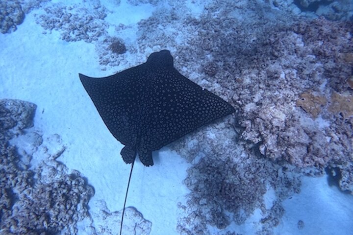 Moana Waikiki Grand Guided Turtle Snorkel and Sailing Adventure, photo 10 of 10