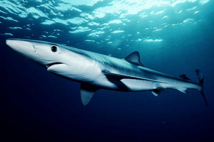 Oahu Shark Dive on the North Shore, photo 9 of 9