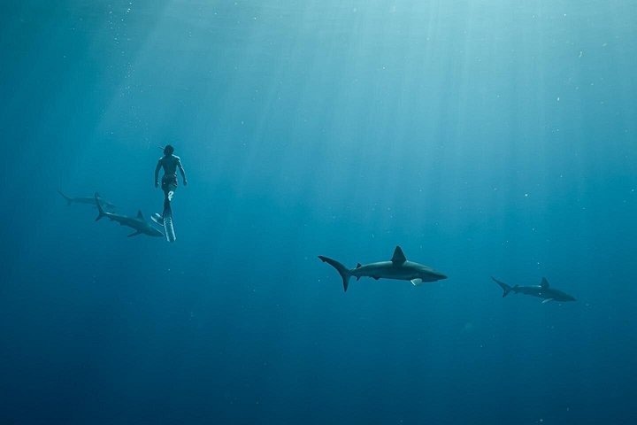 Shark-Dive Tour on Oahu's North Shore, photo 8 of 10