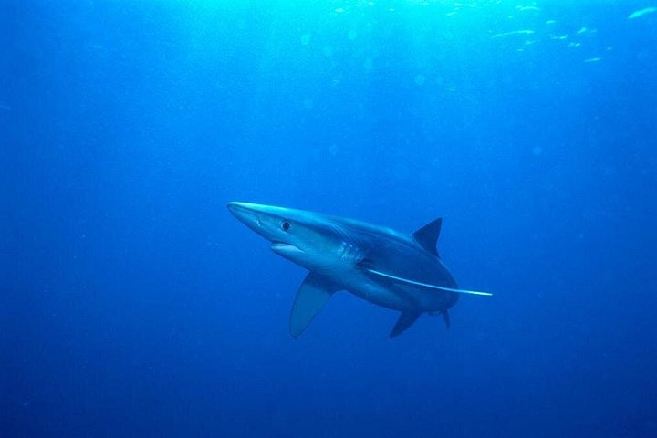 Oahu Shark Dive on the North Shore, photo 8 of 9