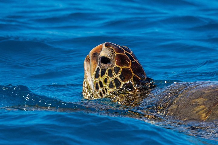 Moana Waikiki Grand Guided Turtle Snorkel and Sailing Adventure, photo 4 of 10