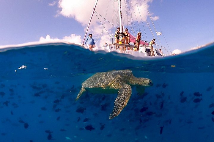 Waikiki 2-Hour Turtle Canyon Snorkeling Adventure, photo 8 of 10