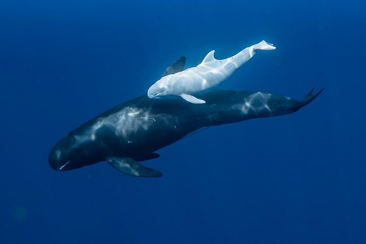 Small-Group Dolphin Turtle and Whale Safari w/ Marine Biologists, photo 4 of 10