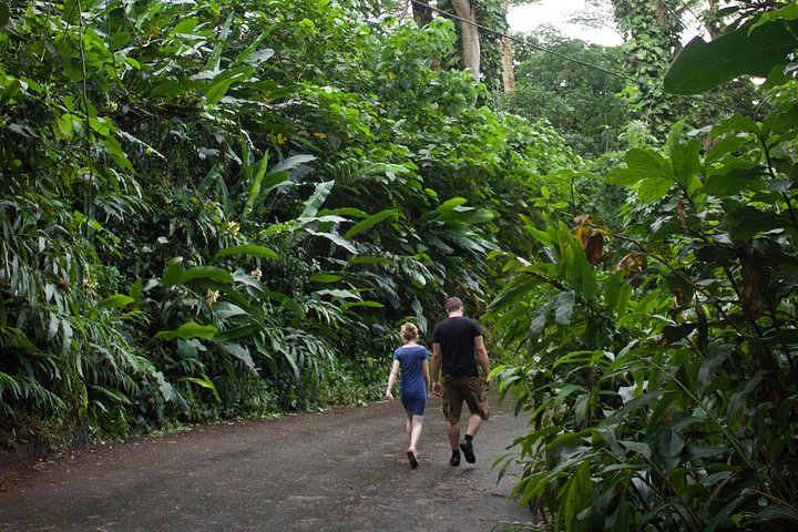 Oahu: Manoa Falls Rainforest Self-Guided Hike, photo 9 of 10
