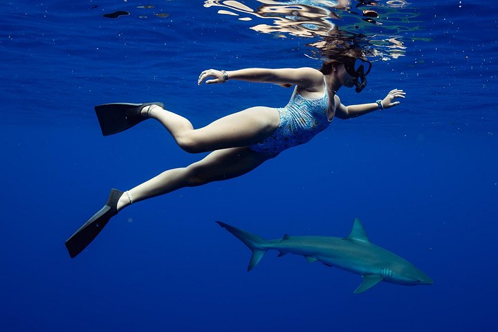 Private Shark Dive for up to 6 Guests, Oahu, photo 6 of 10
