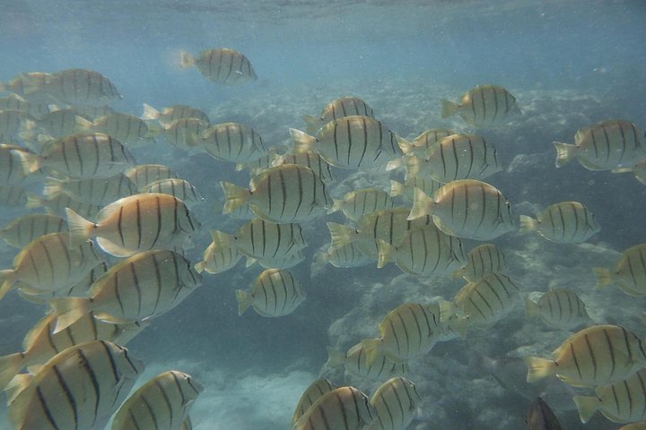 Hanauma Bay Guided Snorkeling Tour with Transportation, photo 9 of 10