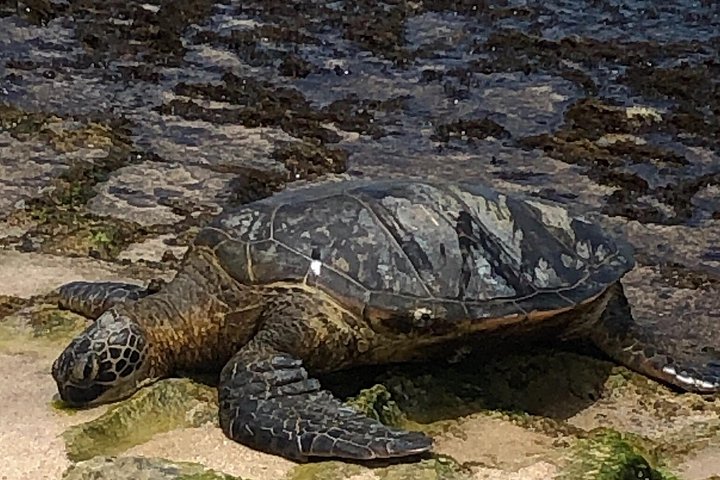 North Shore and Waimea Falls Day with a Turtle Swim, photo 7 of 10