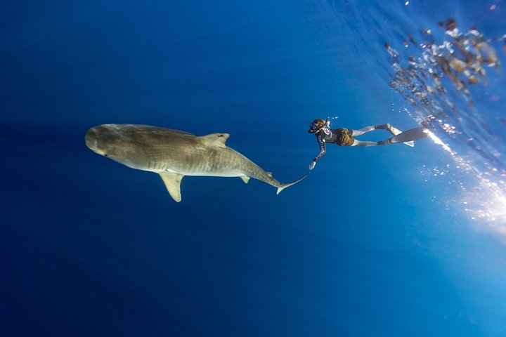 Educational Shark tour from Haleiwa, Sharks Guaranteed, photo 8 of 10