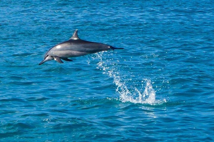 Swimming with Wild Dolphins Speedboat Adventure on Oahu, photo 10 of 10