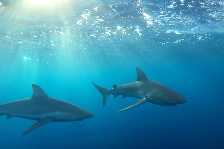 Shark-Dive Tour on Oahu's North Shore, photo 2 of 10