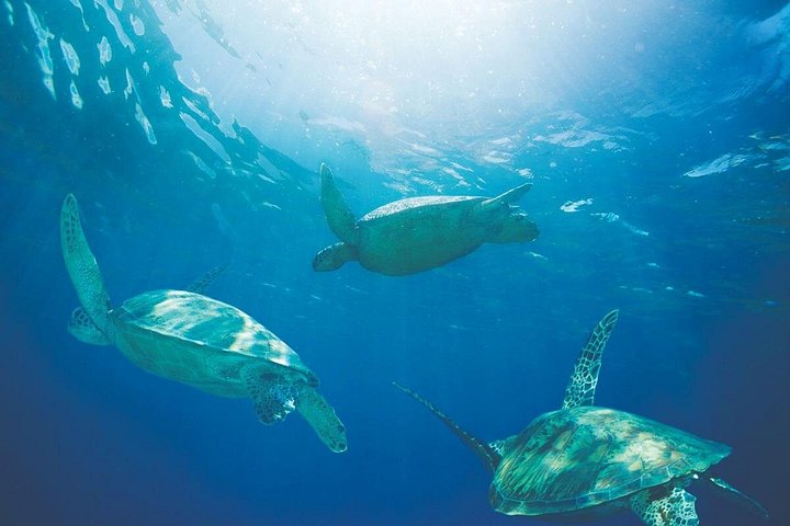 Waikiki Catamaran Snorkel with Lunch: Turtles Guaranteed, photo 7 of 10
