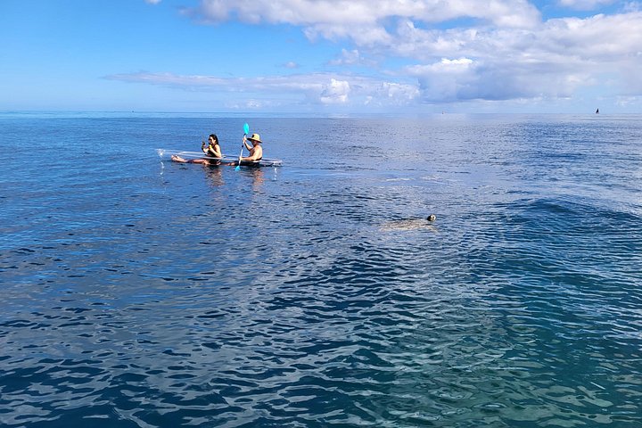 Clear-Bottom Kayak Tour, Guaranteed to See Turtles, photo 6 of 10