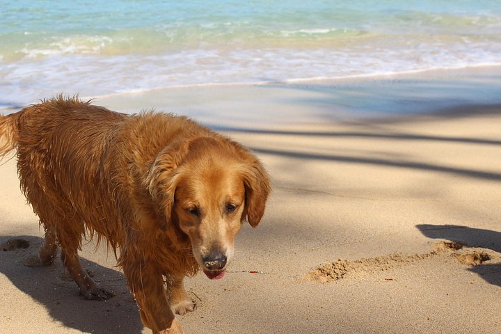 Surf Lessons on the North Shore of Oahu, photo 4 of 6