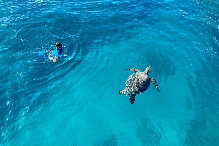 Waikiki: Small Group Turtle Canyon Snorkel Boat Tour, photo 7 of 10