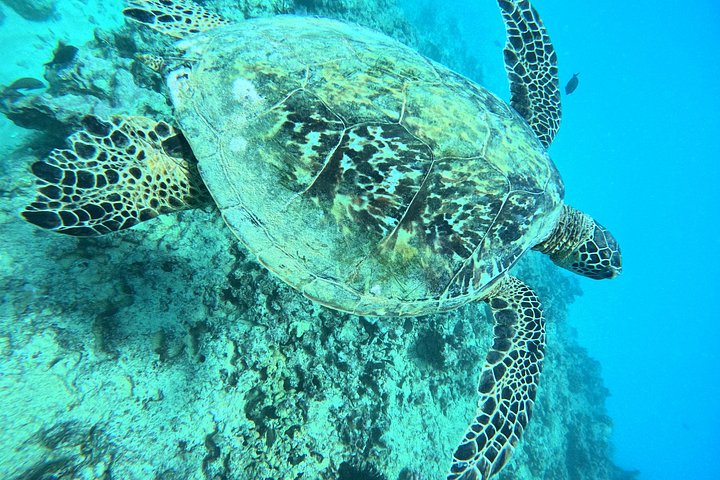 Moana Waikiki Grand Guided Turtle Snorkel and Sailing Adventure, photo 8 of 10