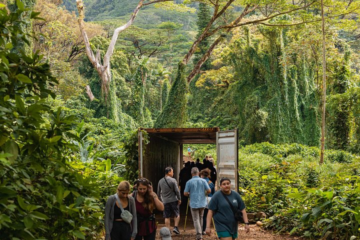 Manoa Waterfall Hike with Waikiki Pickup and Healthy Lunch, photo 10 of 10