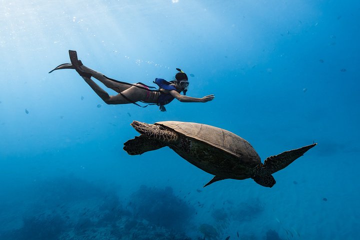 Waikiki Turtle Canyon Snorkel Turtles Guaranteed, photo 2 of 10