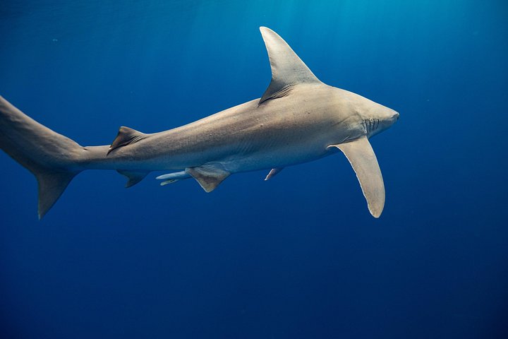 Dive with Sharks in Hawaii: Shark Tour from Haleiwa, photo 8 of 10