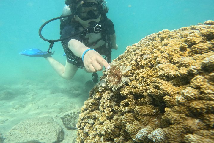 Beginner Scuba Diving Experience with Video Package in Honolulu, photo 3 of 10
