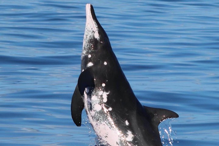 Wild Dolphin Watching and Snorkel Safari off the West Coast of Oahu, photo 10 of 10