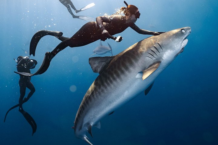 Oahu Shark Diving (No cage), photo 9 of 10
