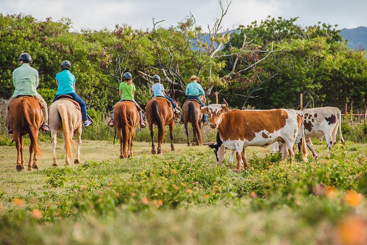 Horseback Ride Like an Authentic Paniolo in Kahuku, photo 3 of 7