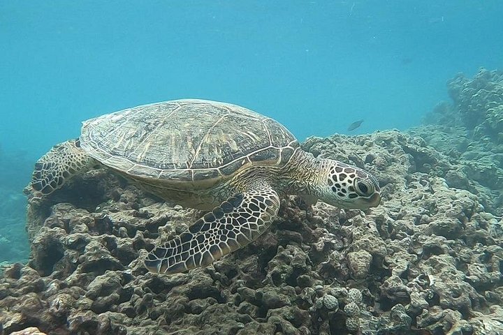 Hanauma Bay Guided Snorkeling Tour with Transportation, photo 3 of 10